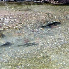 Salmones en el Rio Oro