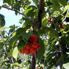 Cerezas riquísimas en el predio del Complejo Las Lengas